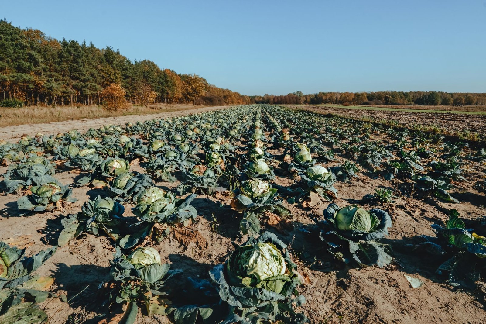 Idyllic cabbage field stretching into the distance under clear autumn skies.