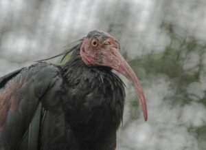 Detailed shot of a Northern Bald Ibis in its natural environment, highlighting its unique features.