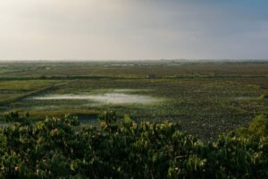Aerial view of lush wetlands in Cambodia under a twilight sky.