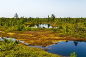 Peaceful wetland scene in Lévis, Québec with vibrant vegetation and calm waters reflecting nature's beauty.