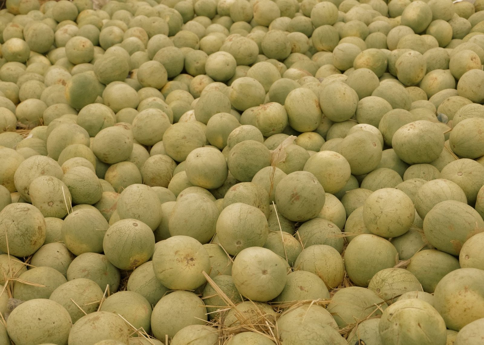 A large pile of fresh cantaloupes harvested and laid on straw. Ideal for healthy eating visuals.