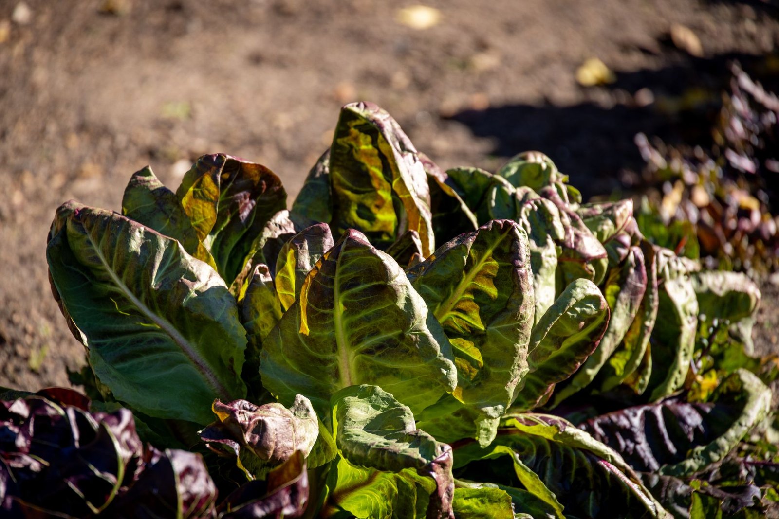 Vibrant Swiss chard plants thriving under sunlight in a garden setting, showcasing healthy greens.