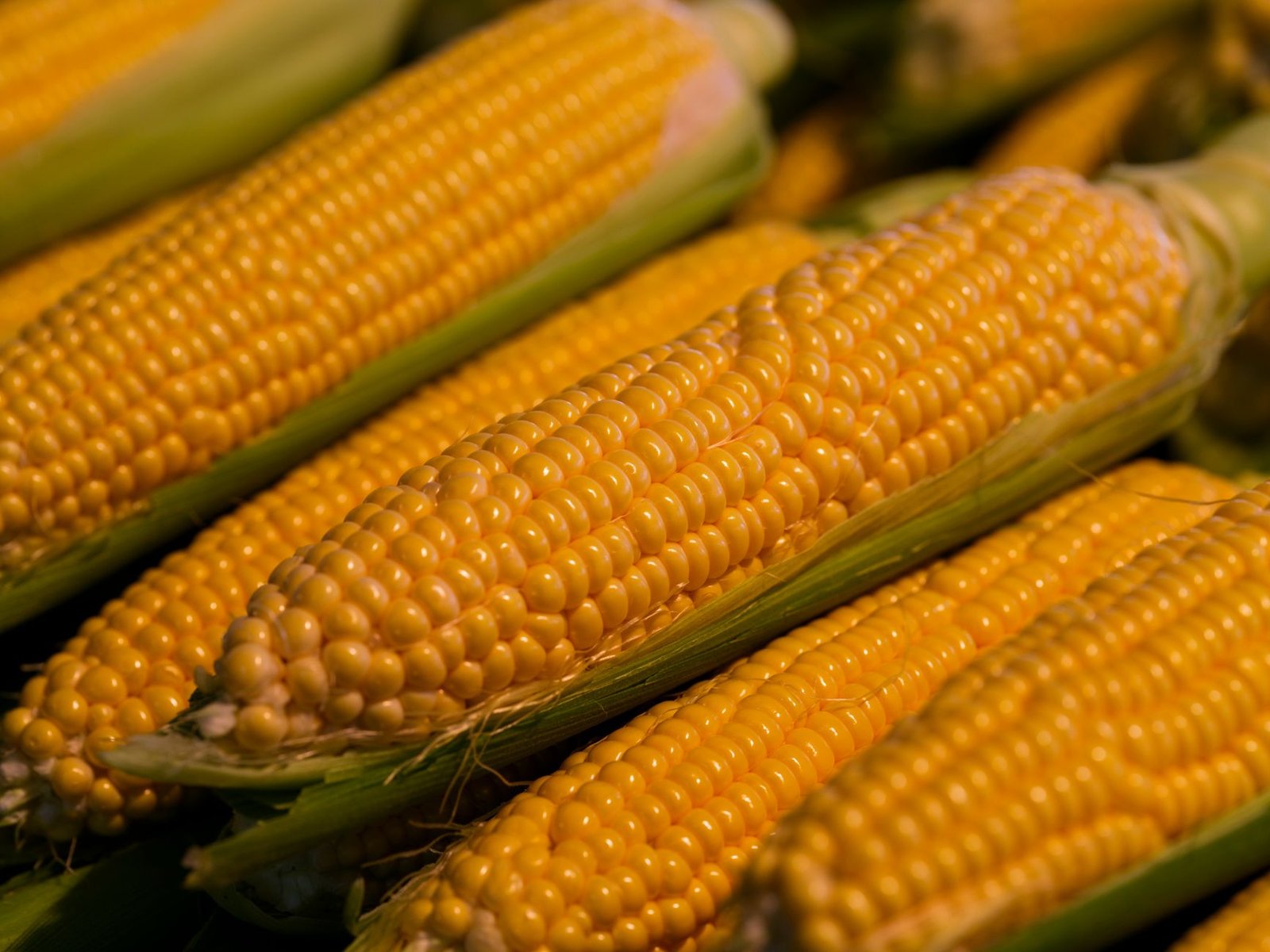 Close-up of fresh golden corn cobs, showcasing vibrant kernels perfect for healthy eating.
