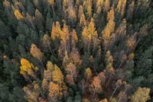 Stunning aerial photograph of a Finnish forest showcasing vibrant autumn colors.