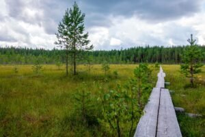 Explore the tranquil Finnish countryside with lush green fields and a scenic wooden pathway.