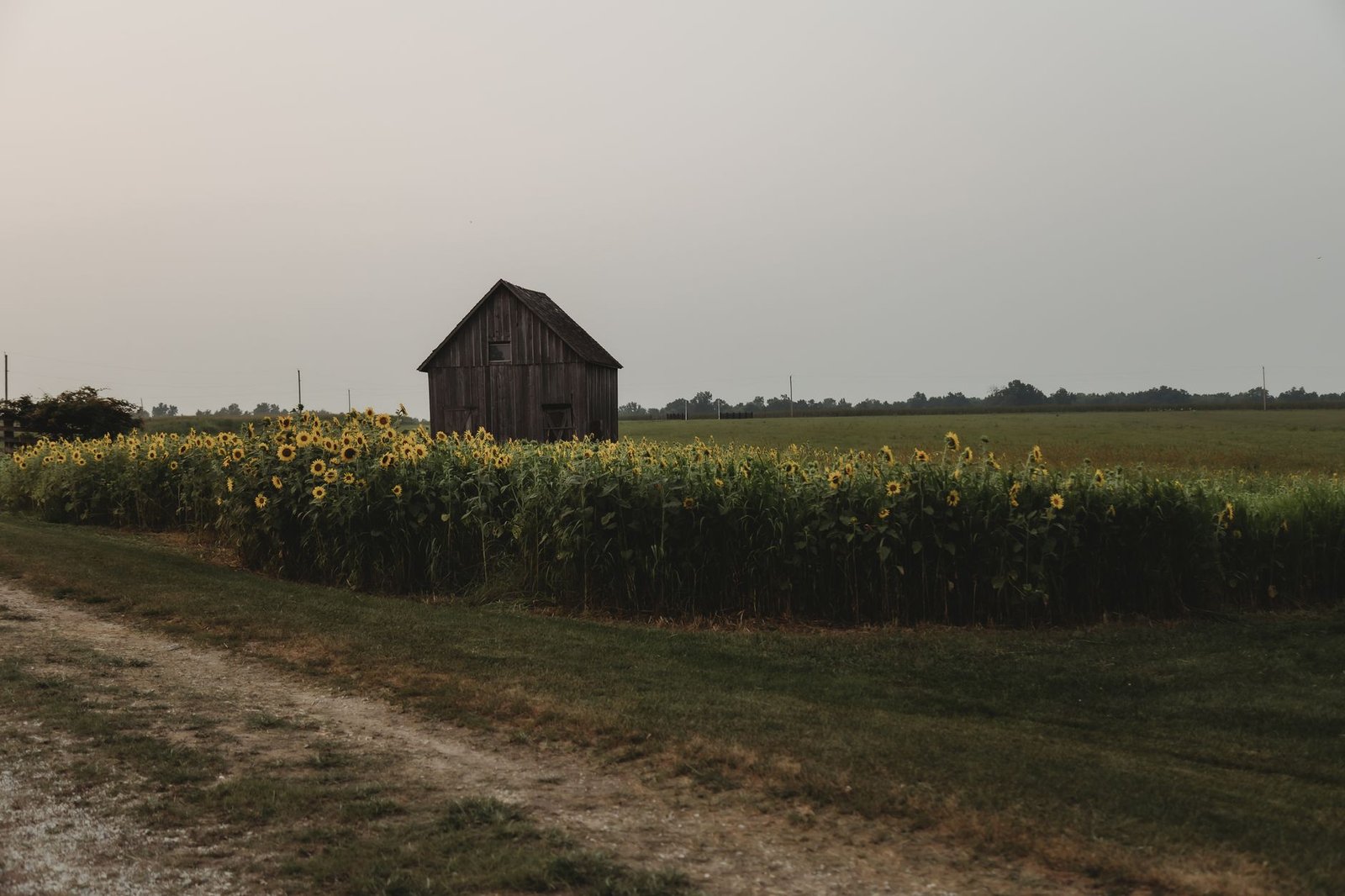 A rustic barn amidst a vibrant sunflower field offers a serene countryside view.