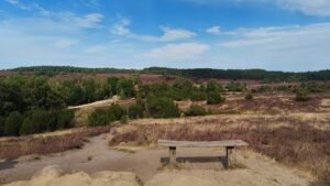 A serene view of a heath landscape with a lone bench under a clear blue sky in Germany.