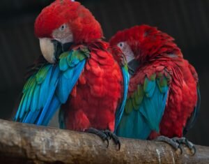 Two vibrant scarlet macaws resting on a wooden perch with their colorful plumage visible.