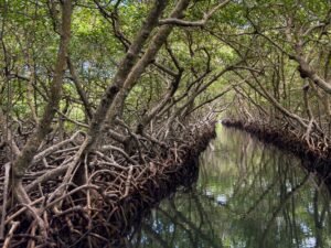 Explore the tranquil beauty of a mangrove tunnel in Roatan, Honduras, with serene reflections.