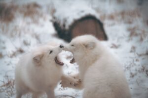 Two arctic foxes playfully interacting in a snowy winter scene.