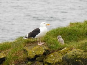 Great black-backed gull with chick on coastal rocks at Arnarstapi, Iceland.