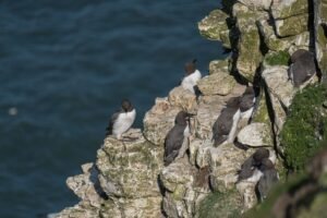 Common guillemots perched on Bempton Cliffs, capturing the serene wildlife in England.