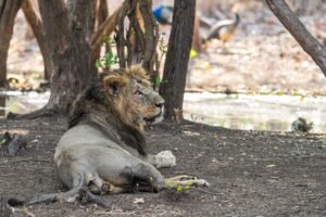 A majestic Asiatic lion lounging in the natural habitat of Sasan Gir, India.