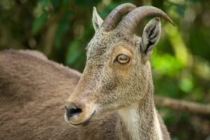 A detailed close-up of a Nilgiri Tahr showcasing its unique features amidst Munnar's lush greenery.