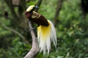 A beautiful Bird of Paradise perched elegantly on a branch in a lush green jungle setting.