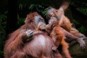 A heartwarming moment of orangutan family bonding in the lush forests of West Java, Indonesia.
