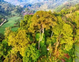 Drone shot capturing lush forests and rice paddies in Rumpin, West Java.