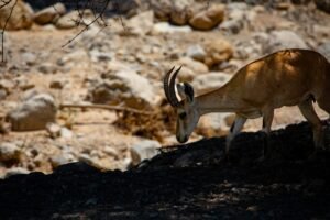 A Nubian ibex walking in the rocky landscape of En Gedi, Israel.
