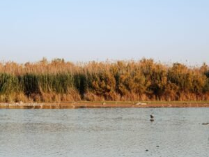 Serene view of a lakeshore with autumn foliage and calm waters under a clear sky.