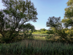 Scenic summer view of lush green grassland surrounded by trees under a clear blue sky.