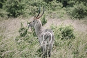 Waterbuck standing amidst tall grass in a wildlife reserve, showcasing its impressive antlers.
