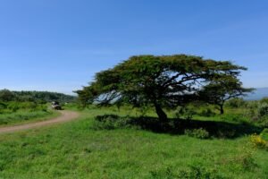 Lush landscape with an acacia tree and safari vehicle in Nakuru, Kenya.