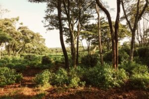 Giraffe blending in lush Nairobi forest scenery. Perfect for nature and wildlife enthusiasts.