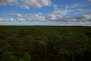 Peaceful view of a lush forest under a wide cloudy sky, capturing nature's tranquility.