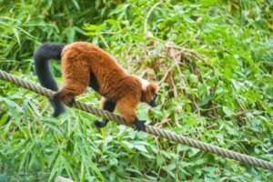 Red ruffed lemur skillfully walking on a rope amidst lush green foliage in a jungle setting.