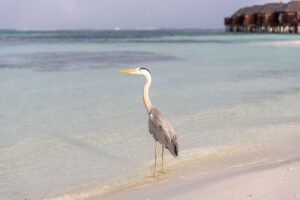 A Great Blue Heron stands gracefully on a pristine Maldives beach under a clear sky.