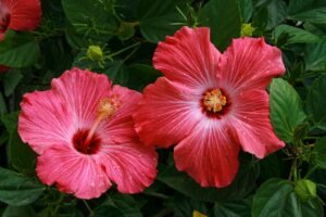 Close-up of vivid pink hibiscus flowers blooming in Puerto Vallarta garden.