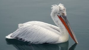 Close-up of a Dalmatian pelican swimming peacefully in Methoni, Greece.