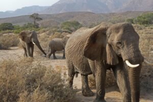 A group of African elephants traversing a desert landscape with mountains in the background.