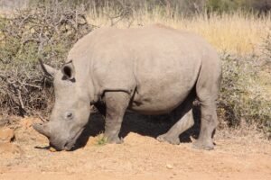 A large African rhino grazing in its natural habitat, showcasing wildlife beauty.