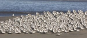 A massive flock of sanderlings gathers on a sandy beach, showcasing the beauty of coastal bird life.