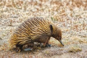 Echidna exploring dry grassland, showcasing its spiky quills. Australian wildlife scene.