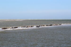 A group of seals lounging on a sandbar along the scenic Friesland coastline under a clear blue sky.