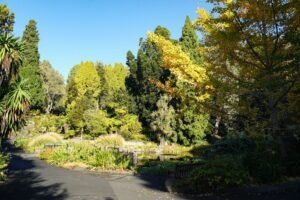 Serene view of lush greenery in Hobart's Royal Tasmanian Botanical Gardens on a sunny day.
