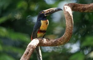 A vibrant toucan perched on a branch amidst lush green foliage in a tropical rainforest.
