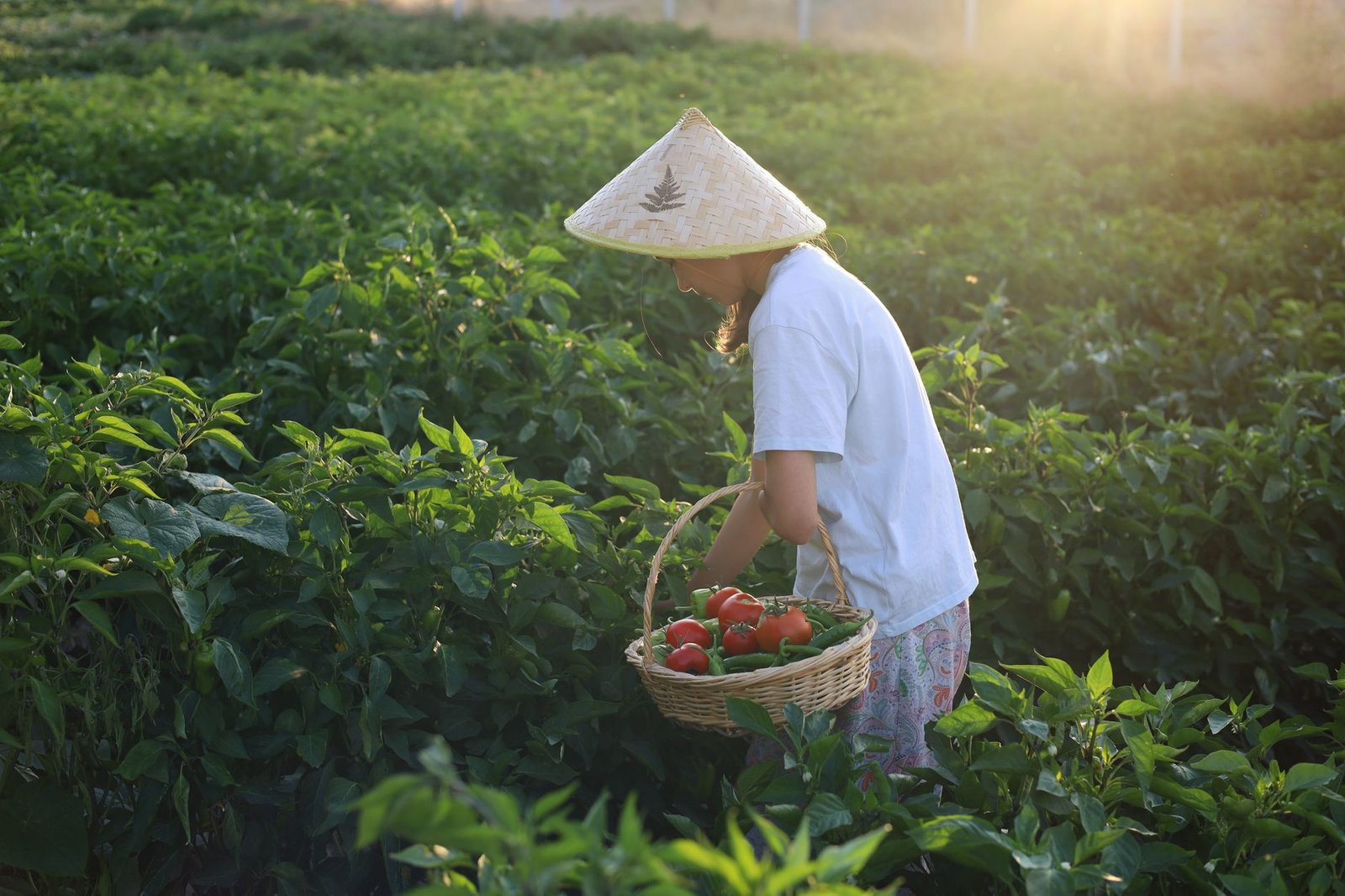A woman wearing a straw hat harvesting peppers in a lush green field during the day.