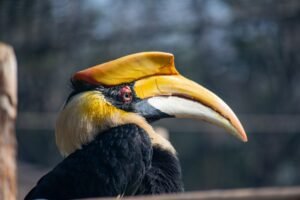 Stunning close-up of a Great Hornbill with distinctive large beak.