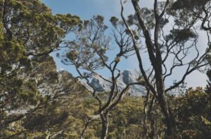 Explore the vibrant tropical rainforest landscape surrounding Mount Kinabalu with trees and stunning mountain peaks.