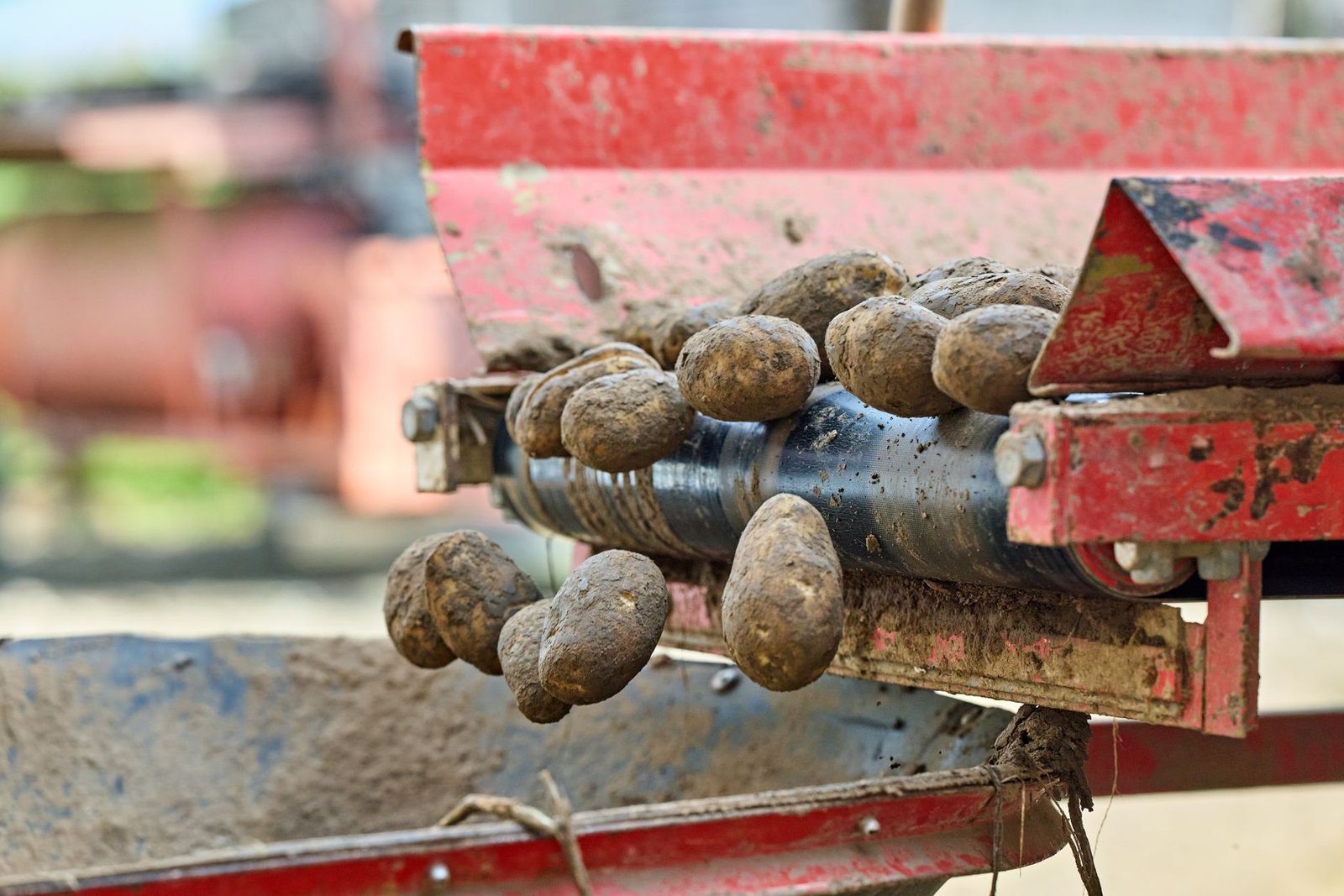 Close-up of potatoes on an automated conveyor, capturing the industrial harvesting process.