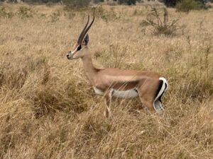 A Grant's gazelle standing in the dry grassland of Serengeti National Park, Tanzania.