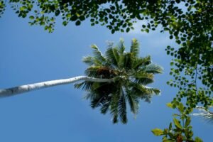 View of a tall tropical palm tree with green leaves against a bright blue sky.