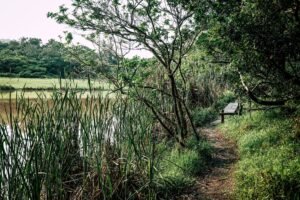 Tranquil scene of a lakeside path with lush greenery and a wooden bench, perfect for relaxation.