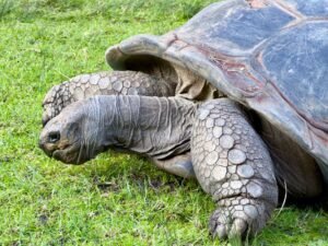 Detailed view of a giant tortoise in Parkville, Australia, showcasing its textured shell and skin.