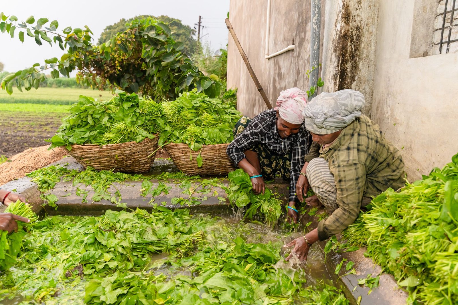 Indian farmers washing freshly harvested leafy greens in Nagpur, India.