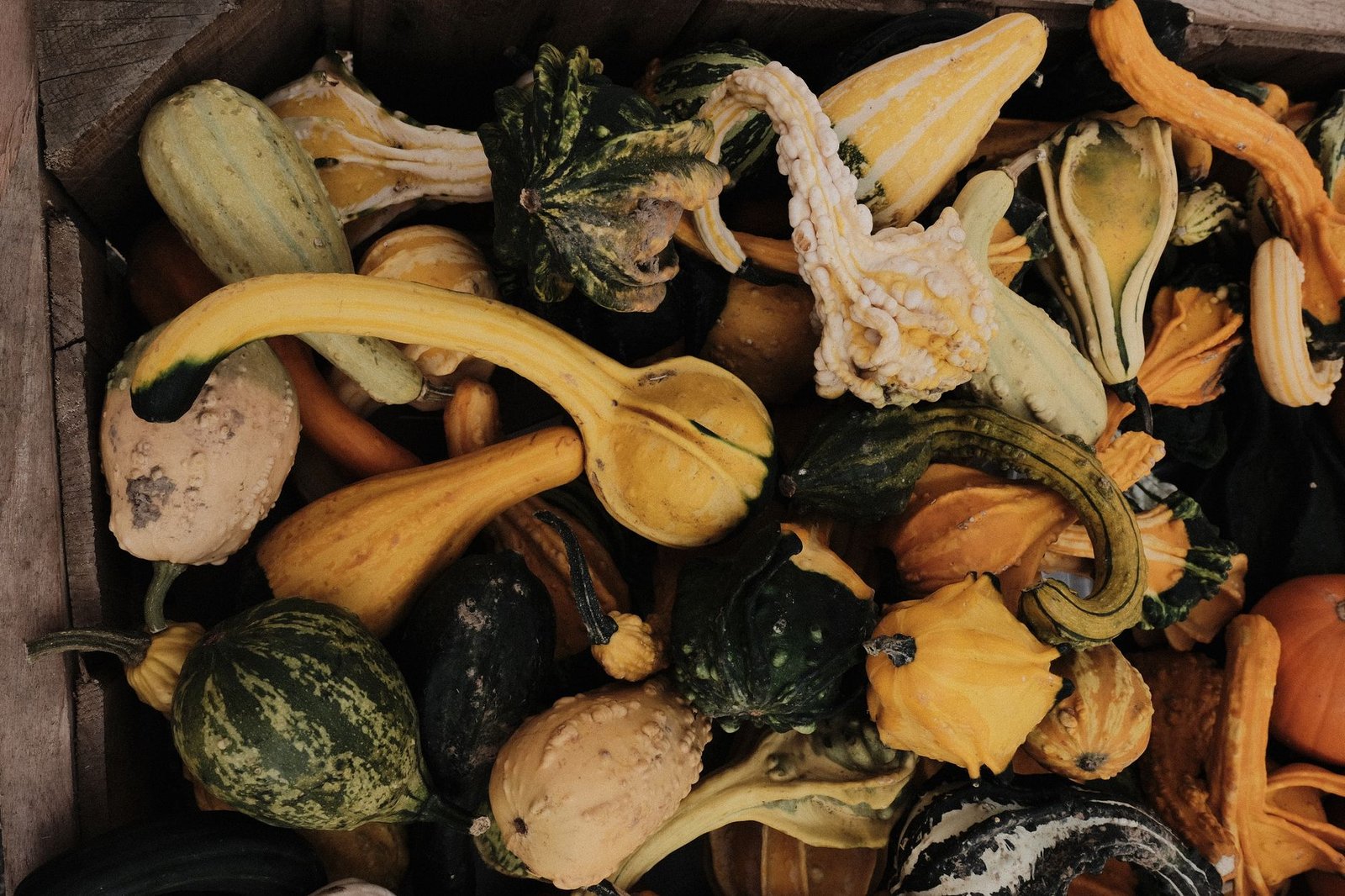 A collection of colorful ornamental pumpkins and gourds, perfect for fall decorations.