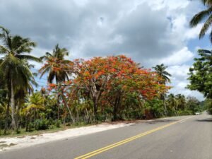Bright orange-red flamboyant tree by a road lined with palm trees under a cloudy sky.